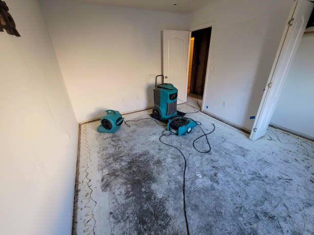 Best Professional water damage repair  in Mission, SD